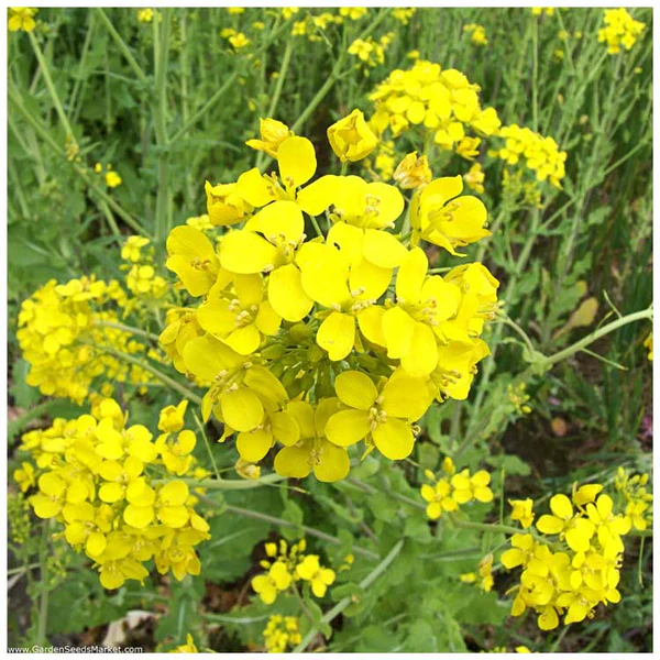Medonosne biljke